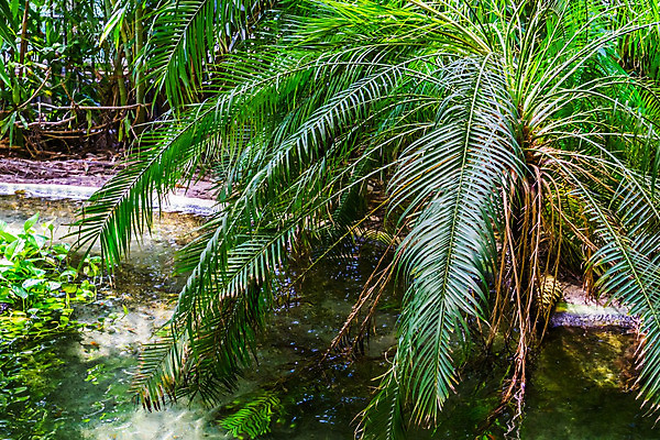포토 JPG 해외이미지 나무 식물 산업 아시아 호수 백그라운드 자연 주택 종류 손바닥 동양인 사람없음 야외 장식 초록색 물 강 정원 미국 연못 개화 관목 원예 내추럴 뒤뜰 영원 이국적 인기 세련 해외202004 해외포토 자연요소 손 꽃 나라 컬러 북아메리카 인종 취미 건물 생태계 파일형식 이미지허브