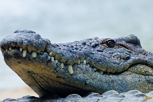 포토 JPG 해외이미지 동물 접시 야생동물 파충류 아프리카 자연 생물 동물원 저울 사람없음 가로 물 머리 입 치아 위험 큼 가죽 사파리 피부 묘사 육식동물 악어 사냥꾼 서식지 남쪽 내추럴 몬스터 힘찬 해외202004 해외포토 자연요소 직업 식기 나라 컨셉 신체부위 소화기관 크기 방향 생태계 파일형식 이미지허브