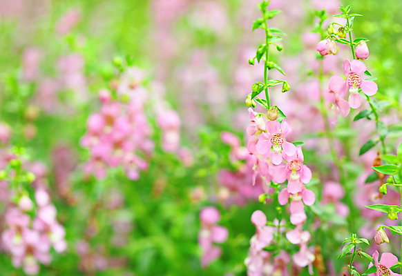 포토 JPG 해외이미지 주간 꽃 분홍색 자연 풍경 사람없음 야외 아웃포커스 봄 해외202004 해외포토 자연요소 식물 계절 컬러 촬영기법 생태계 파일형식 이미지허브