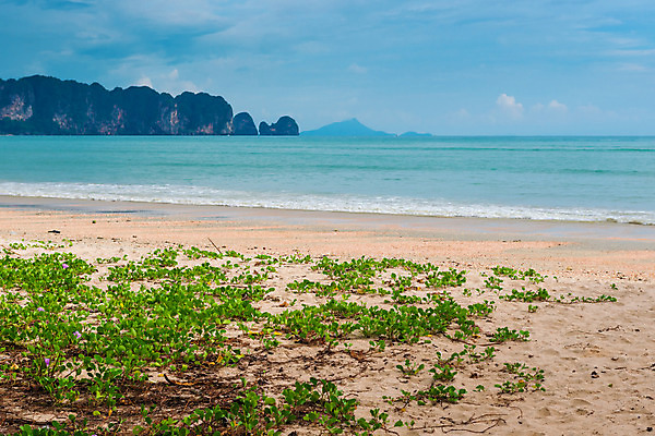포토 JPG 해외이미지 식물 꽃 아시아 모래 바다 섬 여행 꽃무늬 태국 자연 하늘 휴가 휴식 동양인 풍경 사람없음 물 여름 파란색 벚꽃 만 휴양지 내추럴 안다만 이국적 터키석 파라다이스 푸켓 해외202004 해외포토 자연요소 계절 나라 컬러 컨셉 무늬 인종 장소 보석 생태계 파일형식 이미지허브