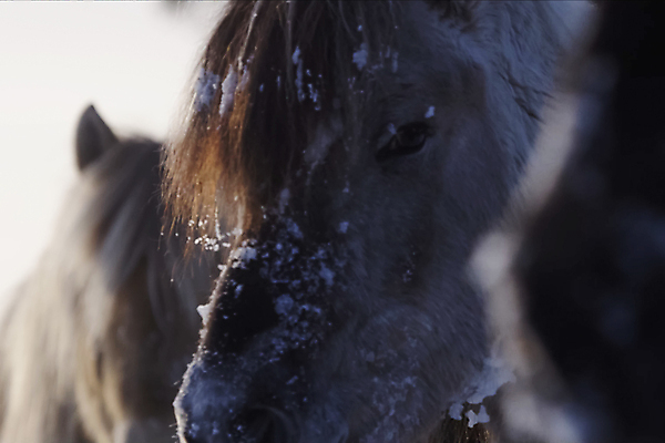 포토 JPG 해외이미지 동물 겨울 밭 포유류 자연 놀이 아침 산 털 사람없음 야외 파란색 갈색 힘 일몰 회색 시골 신용카드 승마 북극 스마트 오브젝트 리더 갈기 망아지 기르기 무료 찰과상 해외202004 해외포토 주간 계절 새끼 스포츠 컬러 컨셉 농업 금융 노을 말_동물 상처 극지방 생태계 돌봄 파일형식 이미지허브