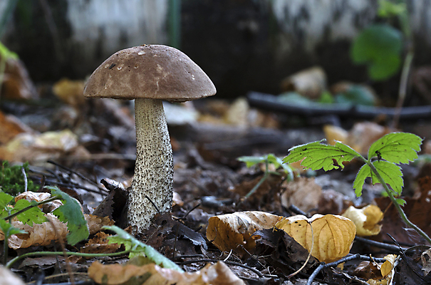 포토 JPG 해외이미지 주간 낙엽 자연 나뭇잎 근접촬영 사람없음 야외 버섯 숲속 해외202004 해외포토 자연요소 뷰포인트 잎 숲 생태계 파일형식 이미지허브