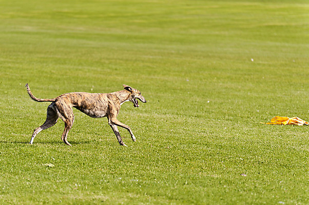 포토 JPG 해외이미지 동물 포즈 모션 놀이 잔디 사람없음 반려동물 달리기 에너지 분노 레이싱 우아함 개 속도 역동적 해외202004 해외포토 식물 감정 컨셉 포유류 시합 파일형식 이미지허브