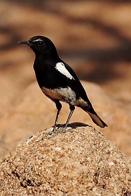 포토 JPG 해외이미지 동물 야생동물 아프리카 조류 앉기 사람없음 검은색 흰색 작음 깃털 부리 계산서 나미비아 해외202004 해외포토 나라 컬러 모션 크기 남아프리카 파일형식 이미지허브