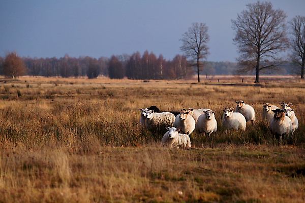 포토 JPG 해외이미지 식물 동물 밭 자연 풍경 사람없음 야외 빛 햇빛 농장 농경지 가축 일몰 시골 양 군중 저녁 네덜란드 해외202004 해외포토 유럽 농업 포유류 사람 태양 노을 야간 생태계 파일형식 이미지허브