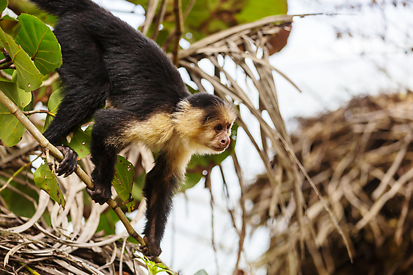 포토 JPG 해외이미지 나무 동물 공원 행복 얼굴 야생동물 여행 포유류 자연 휴식 아메리카 사람없음 침묵 흰색 나뭇가지 시골 원숭이 숲 작음 동물상 이국적 전국 해외202004 해외포토 식물 공공시설 감정 컬러 컨셉 신체부위 조형물 소리 크기 대륙 생태계 파일형식 이미지허브