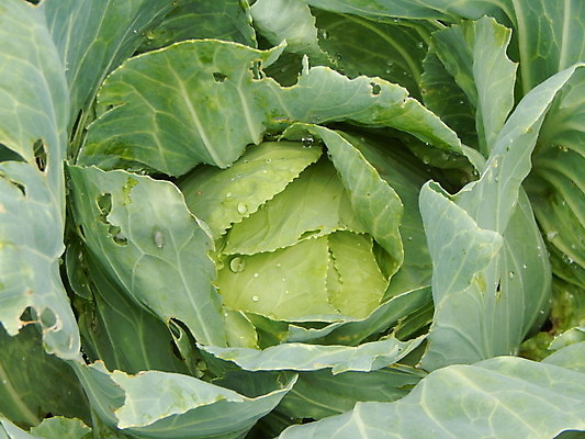 포토 JPG 해외이미지 디자인 계절 열매 꽃 음식 채소 과일 호박 포도 해바라기 건강 사람없음 장식 노란색 바구니 꽃병 침묵 수확 가을 신선 사과 후추 추수감사절 해외202004 해외포토 식물 기독교 컬러 농업 소리 향신료 파일형식 이미지허브