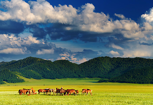 포토 JPG 해외이미지 구름 밭 자연 하늘 산 파노라마 풍경 사람없음 초록색 여름 파란색 농장 농경지 환경 가축 일몰 목장 시골 군중 저녁 숲 언덕 산악지대 밭일 생태학 시베리아 찰과상 목가 해외202004 해외포토 자연요소 동물 계절 교육 컬러 농업 촬영기법 사람 노을 상처 야간 생태계 파일형식 이미지허브