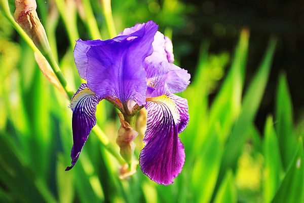 포토 JPG 해외이미지 식물 꽃잎 꽃 줄기 분홍색 백그라운드 꽃무늬 패턴 자연 선물 사람없음 빨간색 초록색 파란색 정원 보라색 봄 활발 벚꽃 신선 다발 붓꽃 고립 해외202004 해외포토 계절 컬러 컨셉 무늬 생태계 파일형식 이미지허브