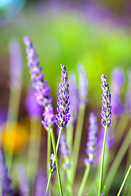 포토 JPG 해외이미지 식물 꽃 백그라운드 꽃무늬 밭 농업 자연 하늘 휴식 사람없음 초록색 여름 파란색 정원 보라색 일몰 벚꽃 개화 닫기 허브 제비꽃 원예 아로마 라벤더 내추럴 프로방스 해외202004 해외포토 계절 산업 컬러 컨셉 무늬 모션 취미 노을 생태계 파일형식 이미지허브