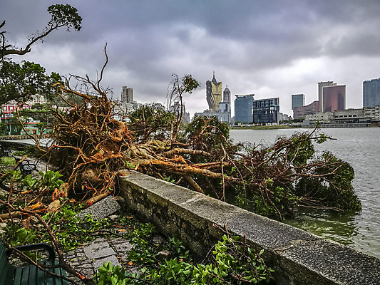 포토 JPG 해외이미지 나무 자연 사람없음 중국 내추럴 깨짐 마카오 재앙 허리케인 해외202004 해외포토 식물 아시아 컨셉 자연재해 생태계 파일형식 이미지허브