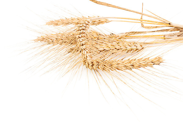 포토 JPG 해외이미지 식물 디자인 음식 빵 줄기 백그라운드 컨셉 밭 농업 재료 자연 건조 옥수수 미술 씨앗 사람없음 여름 농작물 농장 노란색 검은색 식사 수확 성장 가을 흰색 시골 황금 낟알 시리얼 밀 굽기 유기농 보리 귀 밀가루 밀짚 내추럴 고립 밭일 숙성 옛날 호밀 해외202004 해외포토 웰빙 계절 산업 컬러 문화예술 곡류 신체부위 짚 가루 구이 생태계 파일형식 이미지허브