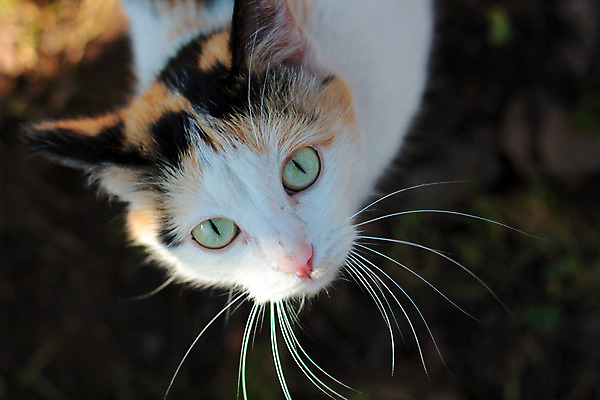 포토 JPG 해외이미지 동물 1 응시 유럽 실내 사람없음 초록색 반려동물 계단 검은색 고양이 방 관찰 복도 닫기 큼 만족 싱글 솜털 우수 해외202004 해외포토 시선 감정 나라 컬러 포유류 모션 내부 크기 절기 파일형식 이미지허브