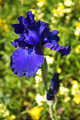 포토 JPG 해외이미지 식물 꽃 유럽 여행 꽃무늬 밭 농업 자연 사람없음 야외 초록색 여름 파란색 컬러풀 정원 보라색 튤립 프랑스 시골 붓꽃 프로방스 해외202004 해외포토 계절 나라 산업 컬러 무늬 생태계 파일형식 이미지허브