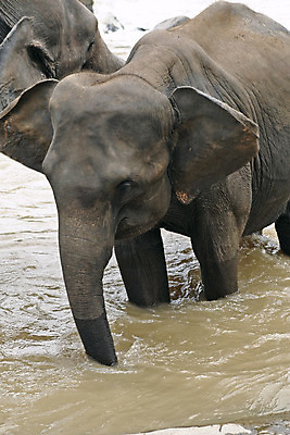 포토 JPG 해외이미지 동물 공원 남자 아시아 야생동물 여행 백그라운드 포유류 가족 아프리카 자연 코끼리 사랑 사람 사람없음 옆모습 물 달리기 갈색 힘 흰색 황무지 큼 자르기 사파리 황소 귀 슛 먼지 서식지 나미비아 생태학 전국 초식 해외202004 해외포토 자연요소 공공시설 교육 감정 나라 뷰포인트 컬러 관계 모션 신체부위 소 크기 생태계 남아프리카 파일형식 이미지허브
