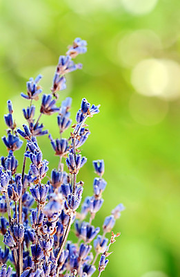 포토 JPG 해외이미지 식물 꽃 유럽 자연 풍경 사람없음 여름 파란색 바구니 환경 활발 프랑스 벚꽃 시골 개화 자주색 허브 제비꽃 관목 그림 향기 아로마테라피 라벤더 내추럴 프랑스어 프로방스 해외202004 해외포토 나무 문자 계절 나라 컬러 컨셉 생태계 냄새 테라피 파일형식 이미지허브