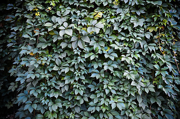 포토 JPG 해외이미지 식물 계절 백그라운드 단풍 잎 벽지 추상 휴가 사람없음 장식 컬러풀 카펫 할로윈 달력 덮개 가을 덩굴 숲 포도밭 추수감사절 10월 해외202004 해외포토 기독교 컬러 무늬 밭 뚜껑 날짜 파일형식 이미지허브