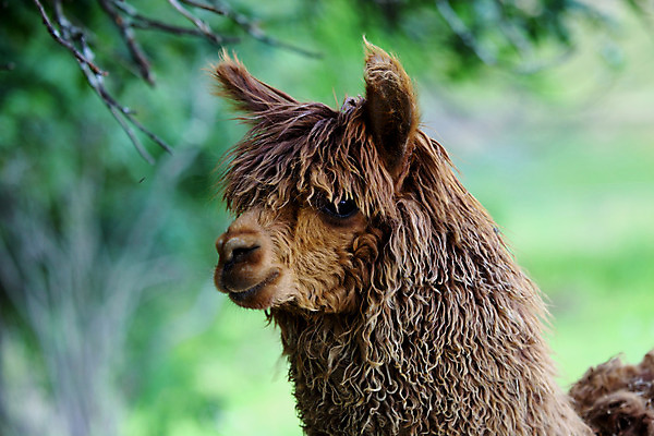 포토 JPG 해외이미지 동물 사람없음 코트 섬유 양모 알파카 해외202004 해외포토 외투 직물 파일형식 이미지허브