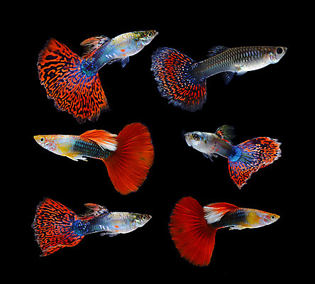 포토 JPG 해외이미지 동물 남자 백그라운드 이동 오렌지 모션 자연 어류 사람없음 장식 빨간색 물 반려동물 유행 검은색 수중 수영 신선 공작 꼬리 탱크 수족관 강렬 고립 해외202004 해외포토 자연요소 컬러 컨셉 과일 조류 사람 수중동물 수상스포츠 생태계 파일형식 이미지허브