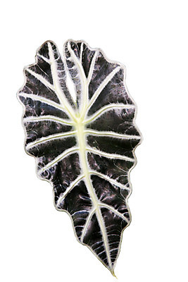 포토 JPG 해외이미지 식물 잎 자연 아이디어 사람없음 묘사 흰배경 고립 부정적 해외202004 해외포토 감정 백그라운드 컨셉 흰색 생태계 파일형식 이미지허브