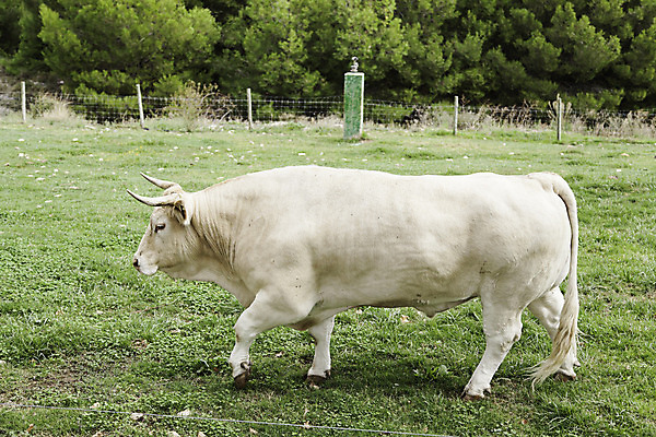 포토 JPG 해외이미지 동물 1 응시 얼굴 음식 백그라운드 밭 농업 포유류 자연 하늘 서기 풍경 사람없음 야외 초록색 여름 파란색 햇빛 태양 농장 농경지 갈색 머리 맑음 검은색 가축 봄 목장 소고기 우유 흰색 시골 소 군중 방목 땅 고립 밭일 목가 해외202004 해외포토 자연요소 시선 계절 산업 컬러 모션 날씨 유제품 육류 사람 신체부위 축산업 생태계 파일형식 이미지허브