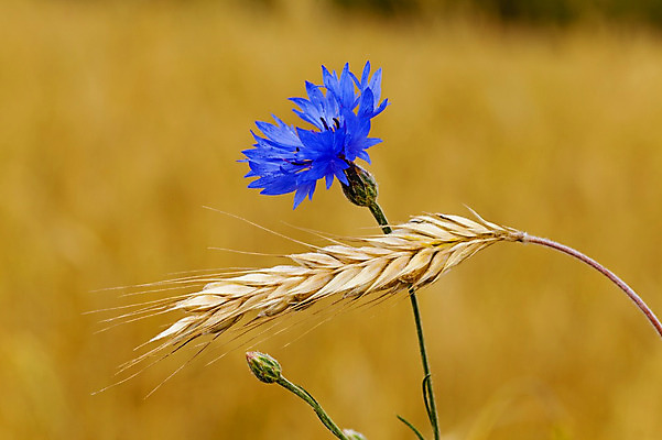 포토 JPG 해외이미지 식물 계절 꽃 야생동물 음식 줄기 잎 밭 농업 오렌지 자연 건강 옥수수 씨앗 사람없음 야외 파란색 빛 농작물 햇빛 농장 노란색 환경 식사 수확 성장 시골 황금 땅 시리얼 밀 먹기 유기농 날것 보리 밀짚 내추럴 수레국화 숙성 호밀 세련 해외202004 해외포토 동물 웰빙 산업 컬러 과일 모션 곡류 태양 짚 생태계 파일형식 이미지허브