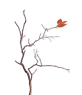 포토 JPG 해외이미지 나무 백그라운드 컨셉 자연 새로움 건조 사람없음 목재 세로 초록색 봄 회색 흰색 나뭇가지 닫기 고립 생태학 해외202004 해외포토 식물 계절 교육 컬러 재료 모션 생태계 파일형식 이미지허브