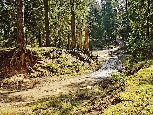 포토 JPG 해외이미지 나무 도로 날씨 휴식 건조 이끼 풍경 사람없음 목재 초록색 태양 갈색 침묵 봄 가을 소나무 숲 당구 허브 통나무 전나무 생태학 해외202004 해외포토 자연요소 식물 계절 교육 길 컬러 컨셉 재료 교통시설 구기 소리 파일형식 이미지허브
