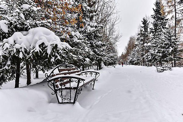 포토 JPG 해외이미지 나무 계절 공원 길 여행 백그라운드 겨울 벤치 자연 날씨 거리 풍경 사람없음 야외 목재 장식 평화 냉동 침묵 산책 추위 흰색 나뭇가지 도시 고독 숲 12월 서리 장면 눈보라 1월 2월 폭설 눈내림 해외202004 해외포토 식물 공공시설 감정 컬러 컨셉 의자 재료 휴식 눈_날씨 소리 날짜 자연재해 생태계 파일형식 이미지허브