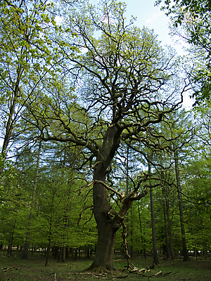 포토 JPG 해외이미지 나무 1 계절 지구 백그라운드 잎 자연 새로움 사람없음 목재 초록색 여름 평화 환경 힘 침묵 봄 성장 나뭇가지 시골 숲 큼 심볼 멸종 산소 내추럴 옛날 해외202004 해외포토 식물 컬러 컨셉 재료 소리 원소 크기 생태계 파일형식 이미지허브