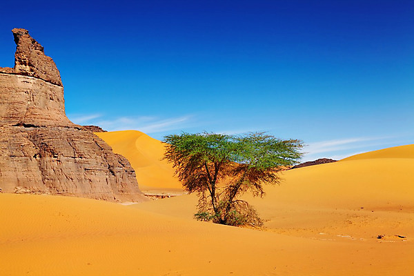 포토 JPG 해외이미지 나무 모래 여행 오렌지 아프리카 자연 하늘 날씨 산 건조 풍경 사람없음 야외 파란색 노란색 환경 맑음 사막 뜨거움 황무지 모래언덕 싱글 암초 가뭄 사하라 알제리 해외202004 해외포토 식물 나라 컬러 과일 언덕 생태계 파일형식 이미지허브