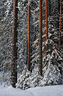 포토 JPG 해외이미지 나무 계절 공원 백그라운드 겨울 자연 하늘 날씨 풍경 사람없음 야외 목재 파란색 햇빛 태양 냉동 얼음 봄 추위 흰색 나뭇가지 시골 신선 소나무 숲 12월 서리 러시아 장면 침엽수 전나무 1월 2월 눈내림 해외202004 해외포토 자연요소 식물 공공시설 유럽 컬러 재료 눈_날씨 날짜 생태계 파일형식 이미지허브