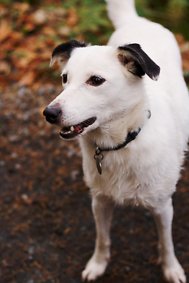 포토 JPG 해외이미지 친절 사람없음 환자 흰색 입 개 치아 코 귀 해외202004 해외포토 컬러 포유류 의학 신체부위 소화기관 파일형식 이미지허브