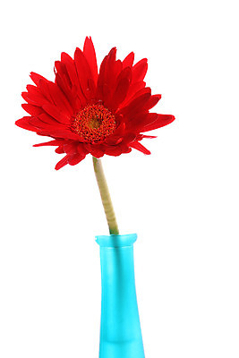 포토 JPG 해외이미지 스튜디오촬영 식물 꽃잎 꽃 줄기 자연 사람없음 빨간색 파란색 컬러풀 흰색 신선 흰배경 데이지 고립 해외202004 해외포토 컬러 백그라운드 실내 생태계 파일형식 이미지허브