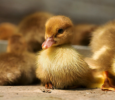 포토 JPG 해외이미지 동물 야생동물 가족 조류 오리 털 사람없음 농장 갈색 노란색 봄 연못 작음 부리 솜털 물새 해외202004 해외포토 계절 컬러 농업 관계 크기 파일형식 이미지허브