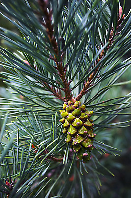 포토 JPG 해외이미지 나무 계절 리본 백그라운드 크리스마스 겨울 자연 휴가 씨앗 사람없음 초록색 갈색 나뭇가지 소나무 재산 숲 솔방울 상록수 침엽수 전나무 원뿔 가문비나무 해외202004 해외포토 도형 식물 기념일 컬러 금융 생태계 파일형식 이미지허브
