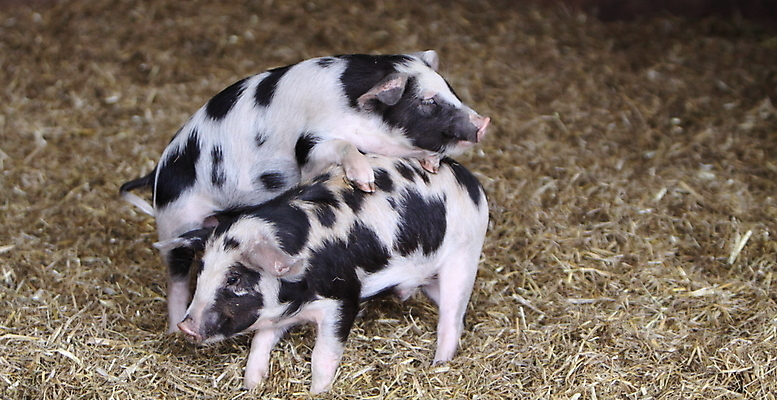 포토 JPG 해외이미지 동물 음식 포유류 돼지고기 사람없음 농장 돼지 작음 식용 해외202004 해외포토 농업 육류 크기 파일형식 이미지허브
