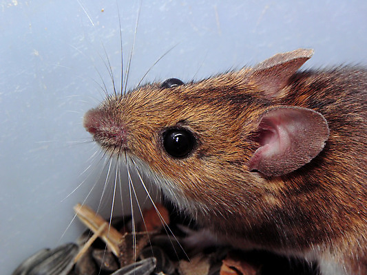 포토 JPG 해외이미지 동물 음식 포유류 해바라기 치즈 털 씨앗 사람없음 목재 반려동물 흰색 쥐 설치류 작음 먹기 향신료 코 고립 해외202004 해외포토 나무 식물 꽃 컬러 재료 모션 유제품 신체부위 크기 향미료 파일형식 이미지허브