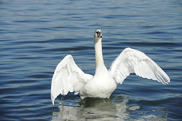 포토 JPG 해외이미지 동물 호수 물결 야생동물 백그라운드 날개 자연 조류 발렌타인데이 사랑 사람없음 야외 물 여름 파란색 빛 강 반사 평화 귀여움 검은색 수영 침묵 거울 흰색 하트 연못 황무지 우아함 심볼 순수 깃털 부리 백조 장면 목 단아함 해외202004 해외포토 자연요소 모양 계절 감정 컬러 컨셉 데이이벤트 신체부위 소리 수상스포츠 생태계 파일형식 이미지허브