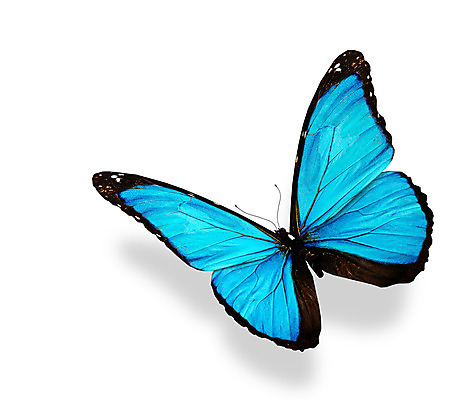 포토 JPG 해외이미지 나비 백그라운드 날개 자연 선물 사람없음 여름 파란색 빛 컬러풀 검은색 봄 흰색 축하 편지 수집 싱글 내추럴 고립 무료 터키석 해외202004 해외포토 계절 컬러 곤충 컨셉 보석 생태계 파일형식 이미지허브