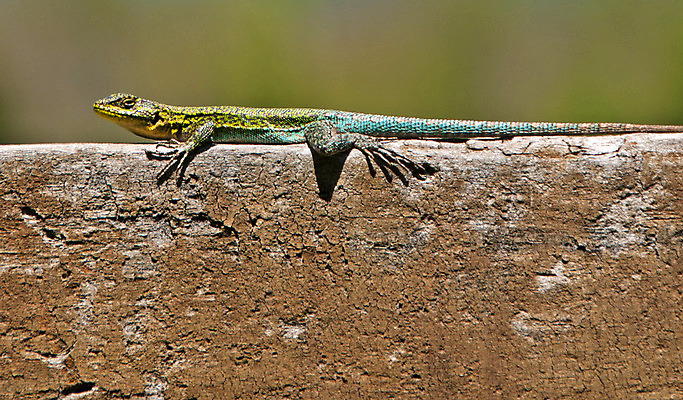 포토 JPG 해외이미지 야생동물 파충류 자연 사람없음 야외 미국 이구아나 칠레 남쪽 해외202004 해외포토 동물 북아메리카 남아메리카 방향 생태계 파일형식 이미지허브