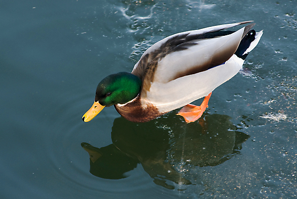 포토 JPG 해외이미지 동물 계절 남자 호수 야생동물 여행 겨울 날개 오렌지 자연 조류 오리 서기 사람없음 야외 물 강 컬러풀 반사 머리 걷기 환경 냉동 얼음 봄 추위 물방울 시골 연못 개울 닫기 깃털 묘사 서리 부리 청둥오리 강렬 양발 해외202004 해외포토 자연요소 컬러 과일 모션 사람 신체부위 생태계 파일형식 이미지허브