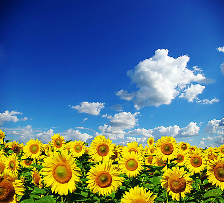 포토 JPG 해외이미지 식물 꽃 꽃밭 자연 하늘 해바라기 풍경 사람없음 야외 초록색 파란색 노란색 맑음 해외202004 해외포토 컬러 날씨 생태계 파일형식 이미지허브