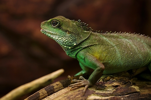 포토 JPG 해외이미지 동물 응시 야생동물 파충류 자연 생물 동물원 동양인 사람없음 초록색 물 중국 용 손목시계 묘사 도마뱀 육식동물 이구아나 해외202004 해외포토 자연요소 시선 아시아 시계 컬러 장신구 인종 생태계 파일형식 이미지허브