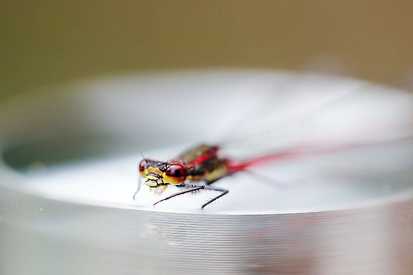 포토 JPG 해외이미지 동물 남자 야생동물 줄기 곤충 백그라운드 잎 날개 자연 휴식 생물 사람없음 빨간색 초록색 여름 노란색 활발 추위 외계인 벌레 잠자리 은색 큼 무서움 유연 묘사 육식동물 거인 동물상 몬스터 변태 피튜니아 해외202004 해외포토 식물 계절 꽃 감정 컬러 컨셉 사람 조형물 미확인물체 크기 생태계 파일형식 이미지허브