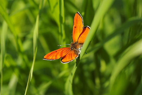 포토 JPG 해외이미지 동물 야생동물 나비 곤충 잎 패턴 날개 오렌지 자연 안테나 사람없음 초록색 여름 환경 봄 활발 점 싱글 대칭 해외202004 해외포토 식물 계절 컬러 컨셉 무늬 과일 통신 생태계 파일형식 이미지허브