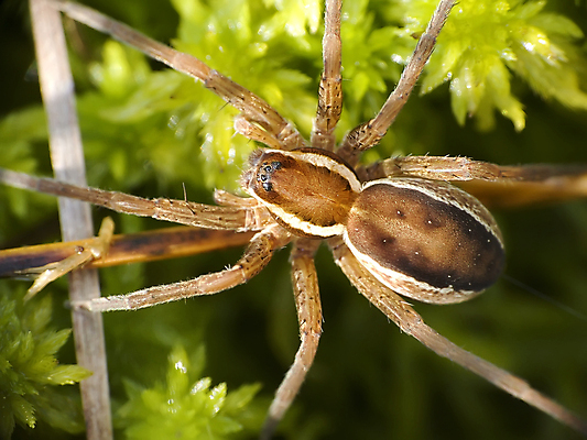 포토 JPG 해외이미지 곤충 자연 사람없음 초록색 거미줄 거미 사냥꾼 해외202004 해외포토 동물 직업 컬러 생태계 파일형식 이미지허브