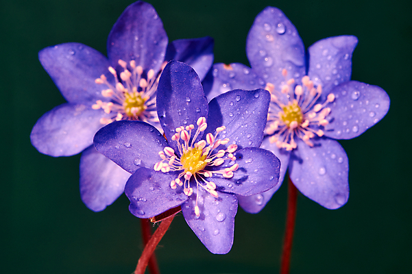 포토 JPG 해외이미지 식물 꽃잎 꽃 잎 자연 사람없음 초록색 물 정원 봄 확대 떨어짐 묘사 폴란드 꽃수술 해외202004 해외포토 자연요소 계절 유럽 컬러 컨셉 생태계 파일형식 이미지허브