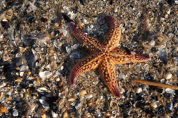 포토 JPG 해외이미지 무기 모래 바다 백그라운드 사람없음 물 껍질 죽음 수집 질감 깨짐 해외202004 해외포토 자연요소 컨셉 파일형식 이미지허브