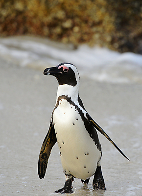 포토 JPG 해외이미지 동물 공원 야생동물 모래 바다 날개 가족 모션 아프리카 자연 조류 종류 사람없음 야외 물 검은색 산책 황무지 망토 펭귄 타운 멸종 남쪽 남아프리카 서쪽 전국 해외202004 해외포토 자연요소 공공시설 나라 컬러 관계 휴식 도시 방향 생태계 파일형식 이미지허브